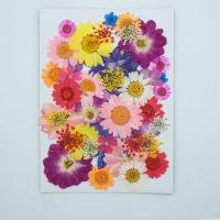 Muoti koriste kukkia, kuivattu kukka, tee-se-itse & eri tyylejä valinta, enemmän värejä valinta, 130x180mm, Myymät laukku