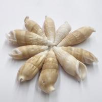 Natural Trumpet Shell Pendants Conch DIY 12x37- Approx Sold By Bag