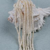 Knapp odlad sötvattenspärla pärlor, Freshwater Pearl, DIY, vit, 2.5-3mm, Såld Per Ca 14-15 inch Strand