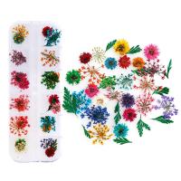 Fashion Nail Supplies Dried Flower with Plastic Box Flower DIY nickel lead & cadmium free Sold By Box