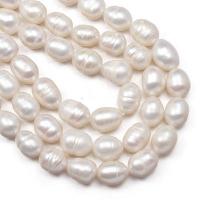 Přírodní sladkovodní perly perlí, Sladkovodní Pearl, elipsa, DIY, bílý, 8-9mm, Prodáno za Cca 13 inch Strand