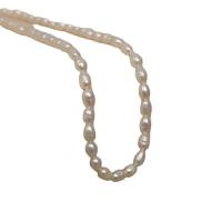 Collar de Perlas Natural de Freshwater, Perlas cultivadas de agua dulce, con Partículas de acero, con 2.76inch extender cadena, Joyería & para mujer, Vendido para aproximado 13.39 Inch Sarta