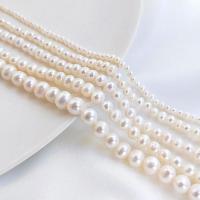 Přírodní sladkovodní perly perlí, Sladkovodní Pearl, Mírně kulaté, DIY & různé velikosti pro výběr, bílý, Prodáno za Cca 36 cm Strand