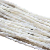 Natural Freshwater Shell Beads Trochus polished DIY white Sold Per Approx 39 cm Strand