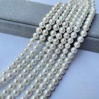 South Sea Shell Beads Shell Pearl polished DIY white Sold By Strand