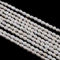Přírodní sladkovodní perly perlí, Sladkovodní Pearl, DIY, bílý, 5-6mm, Prodáno za Cca 34-36 cm Strand