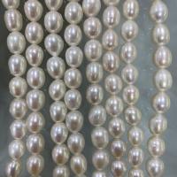 Přírodní sladkovodní perly perlí, Sladkovodní Pearl, DIY, bílý, 8-9mm, Prodáno za Cca 37 cm Strand