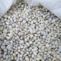 Žádné díry kultivované sladkovodní perle, Sladkovodní Pearl, Nepravidelné, DIY & bez otvoru, 8-11mm, 500G/Lot, Prodáno By Lot