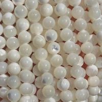 Natürliche Süßwasser Muschel Perlen, rund, poliert, verschiedene Größen vorhanden, weiß, verkauft von Strang