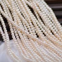 Přírodní sladkovodní perly perlí, Sladkovodní Pearl, Mírně kulaté, DIY, bílý, 4-5mm, Prodáno za Cca 37-40 cm Strand