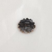 Perles de coquillage noire, coquille noire, fleur, DIY, noire, 12.20x2.10mm, Vendu par PC