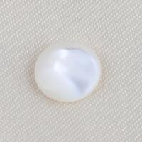Shell Cabochons Trochus Round DIY white Sold By PC