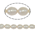 Riso coltivato in perla d'acqua dolce, perla d'acquadolce coltivata naturalmente, naturale, bianco, grado A, 5-6mm, Foro:Appross. 0.8mm, Venduto per 14.5 pollice filo