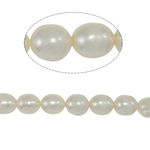 Riso coltivato in perla d'acqua dolce, perla d'acquadolce coltivata naturalmente, naturale, bianco, grado A, 6-7mm, Foro:Appross. 0.8mm, Venduto per 15 pollice filo