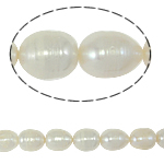 Perles d'eau douce de culture de riz, perle d'eau douce cultivée, naturel, blanc, grade A, 10-11mm, Trou:Environ 0.8mm, Vendu par 15 pouce brin