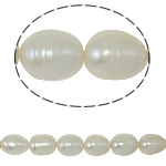 Rice Kulturan Slatkovodni Pearl perle, Riža, prirodan, bijel, ocjena, 10-11mm, Rupa:Približno 0.8mm, Prodano Per 14.5 inčni Strand