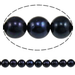 Perles de nacre rondes de culture d'eau douce, perle d'eau douce cultivée, naturel, noire, grade A, 10-11mm, Trou:Environ 0.8mm, Vendu par 15 pouce brin