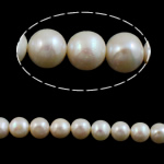 Turno coltivate in acqua dolce Perla, perla d'acquadolce coltivata naturalmente, Cerchio, naturale, bianco, Grade AA, 11-12mm, Foro:Appross. 0.8mm, Venduto per 15 pollice filo