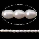 Perles d'eau douce de culture de riz, perle d'eau douce cultivée, blanc, grade A, 2-2.5mm, Trou:Environ 0.5mm, Vendu par 15.7 pouce brin