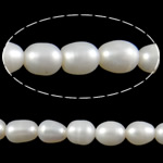 Perles d'eau douce de culture de riz, perle d'eau douce cultivée, blanc, grade A, 9-10mm, Trou:Environ 2mm, Vendu par 15 pouce brin