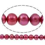 Tlačítko kultivované sladkovodní Pearl Beads, purpurově červená, 10-11mm, Otvor:Cca 0.8mm, Prodáno za Cca 14.5 inch Strand