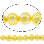 Cultured Potato Freshwater Pearl Beads, yellow, 10-11mm, Hole:Approx 0.8mm, Sold Per Approx 14.5 Inch Strand