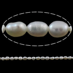 Koraliki Keishi z hodowlanych pereł słodkowodnych, Perła naturalna słodkowodna, Naturalne, biały, gatunek, 4-5mm, otwór:około 0.8mm, sprzedawane na około 14.5 cal Strand