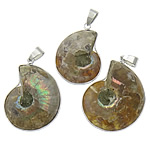 Bijoux Pendentifs en pierres gemmes, Ammolite, avec laiton, Placage de couleur platine, 25-30x30-35x6mm, Trou:Environ 4x6mm, 10PC/lot, Vendu par lot