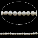 Barocco coltivate in acqua dolce Perla, perla d'acquadolce coltivata naturalmente, Patata, bianco, 6-7mm, Foro:Appross. 0.8mm, Venduto per 14.5 pollice filo