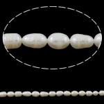 Ris odlad sötvattenspärla pärlor, Freshwater Pearl, naturlig, vit, Grade A, 6-7mm, Hål:Ca 0.8mm, Såld Per 14.5 inch Strand