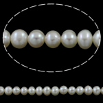 Tlačítko kultivované sladkovodní Pearl Beads, přírodní, bílý, 7-7.5mm, Otvor:Cca 0.8mm, Prodáno za Cca 15.7 inch Strand