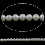 淡水養殖の真円真珠, 天然有核フレッシュウォーターパール, ラウンド形, 天然, ホワイト, グレードAAA, 5-5.5mm, 穴:約 0.8mm, で販売される 約 15.7 インチ ストランド