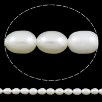 Perles d'eau douce de culture de riz, perle d'eau douce cultivée, naturel, blanc, 5-6mm, Trou:Environ 0.8mm, Vendu par Environ 15 pouce brin