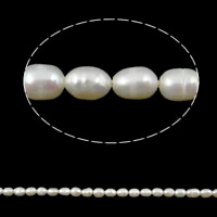 Perles d'eau douce de culture de riz, perle d'eau douce cultivée, blanc, grade A, 2-3mm, Trou:Environ 0.8mm, Vendu par 14 pouce brin
