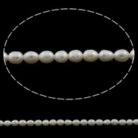 Perles d'eau douce de culture de riz, perle d'eau douce cultivée, naturel, blanc, 4mm, Trou:Environ 0.8mm, Vendu par Environ 15.3 pouce brin