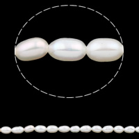 Perles d'eau douce de culture de riz, perle d'eau douce cultivée, naturel, blanc, 3-4mm, Trou:Environ 0.8mm, Vendu par Environ 15 pouce brin