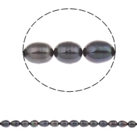 Perlas Arroz Freshwater, Perlas cultivadas de agua dulce, Negro, 10-11mm, agujero:aproximado 1mm, Vendido para aproximado 15.5 Inch Sarta