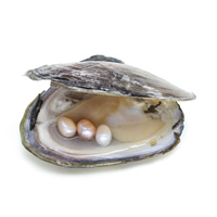 Freshwater Cultured Love Wish Pearl Oyster Rice 7-8mm Sold By PC one pearl oyster with one pearl.