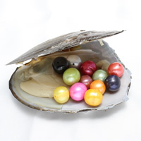 Amor de cultura de água doce Wish Pearl Oyster, pérola, Mais cores pare escolha, 10-11mm, Buraco:Aprox 0.8mm, vendido por PC