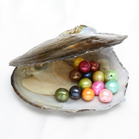 Amor de cultura de água doce Wish Pearl Oyster, pérola, Mais cores pare escolha, 8-9mm, Buraco:Aprox 0.8mm, vendido por PC