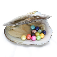 Amor de cultura de água doce Wish Pearl Oyster, pérola, Mais cores pare escolha, 7-8mm, Buraco:Aprox 0.8mm, vendido por PC