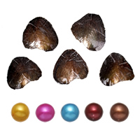 Freshwater Cultured Love Wish Pearl Oyster mixed colors Potato 7-8mm Sold By Lot. One pearl oyster with one pearl.