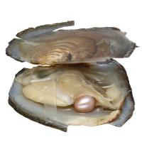 Freshwater Cultured Love Wish Pearl Oyster, more colors for choice, Sold By PC