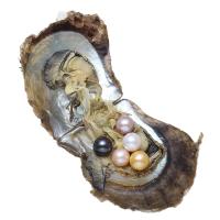 Perlas Cultivadas de Akoya Mejillón marino, Patata, más colores para la opción, 8-9mm, Vendido por UD