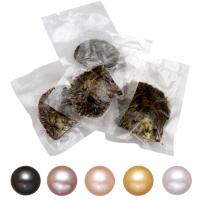 perles Akoya cultivées Moule de mer, pomme de terre, couleurs mélangées, 8-9mm, 5PC/sac, Vendu par sac