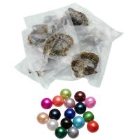Perles d'huîtres perles de mer Akoya cultivées, perles Akoya cultivées, mélangé, Couleur aléatoire, 7-8mm, 20PC/lot, Vendu par lot