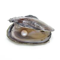Sötvatten odlad kärlek önskar pärla ostron, Freshwater Pearl, Potatis, vit, 9-12mm, 10PC/Lot, Säljs av Lot