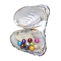 Amor de cultura de água doce Wish Pearl Oyster, Pérolas de água doce, Arroz, cores misturadas, 7-8mm, 10PCs/Lot, vendido por Lot
