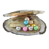 Oyster & Wish Pearl Kit, Natürliche kultivierte Süßwasserperlen, Kartoffel, gemischte Farben, 7-8mm, verkauft von PC