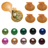 Akoya kultivierte Seeperle Oyster Perlen, Akoya Zuchtperlen, Kartoffel, gemischte Farben, 7-8mm, 10PCs/Tasche, verkauft von Tasche